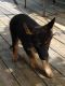 German Shepherd Puppies for sale in Farmersville, TX 75442, USA. price: NA