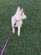 German Shepherd Puppies for sale in Aldine Mail Rte Rd, Houston, TX, USA. price: NA