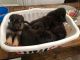 German Shepherd Puppies for sale in Ayden, NC 28513, USA. price: $500