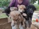 German Shepherd Puppies for sale in Anna Nagar, Chennai, Tamil Nadu, India. price: NA