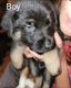 German Shepherd Puppies for sale in Searcy, AR, USA. price: NA