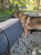 German Shepherd Puppies for sale in Bonita Springs, FL, USA. price: NA
