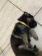German Shepherd Puppies for sale in Phoenix, AZ 85029, USA. price: $600
