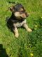 German Shepherd Puppies for sale in Lake Stevens, WA 98258, USA. price: $450