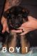 German Shepherd Puppies for sale in Noblesville, IN, USA. price: NA