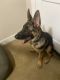 German Shepherd Puppies for sale in Reading, PA, USA. price: NA