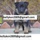 German Shepherd Puppies for sale in NM-528, Albuquerque, NM, USA. price: $200