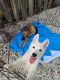 German Shepherd Puppies for sale in West Palm Beach, FL, USA. price: NA