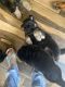 German Shepherd Puppies for sale in Cypress, TX, USA. price: NA