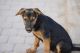 German Shepherd Puppies for sale in Maricopa, AZ 85138, USA. price: NA