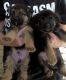 German Shepherd Puppies for sale in Ocala, FL, USA. price: $1,100