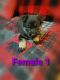 German Shepherd Puppies for sale in Dade City, FL, USA. price: $950