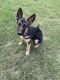 German Shepherd Puppies for sale in North Little Rock, AR, USA. price: $600