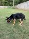 German Shepherd Puppies for sale in North Little Rock, AR, USA. price: $600
