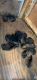 German Shepherd Puppies for sale in Hagerstown, MD, USA. price: $1,500