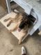 German Shepherd Puppies for sale in Florissant, MO 63031, USA. price: NA