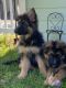 German Shepherd Puppies for sale in Puyallup, WA, USA. price: $1,950