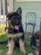 German Shepherd Puppies for sale in Puyallup, WA, USA. price: $1,950