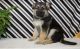 German Shepherd Puppies for sale in 3926 Eastland Lake Dr, Richmond, TX 77406, USA. price: NA