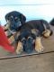 German Shepherd Puppies for sale in Yelm Hwy SE, Olympia, WA, USA. price: NA
