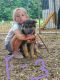 German Shepherd Puppies for sale in Stillwater, PA 17878, USA. price: NA