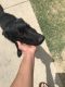 German Shepherd Puppies for sale in 5932 Village Course Cir, Fort Worth, TX 76119, USA. price: NA