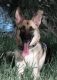 German Shepherd Puppies for sale in San Marcos, TX, USA. price: NA