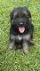 German Shepherd Puppies for sale in Mobile, AL, USA. price: NA