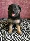 German Shepherd Puppies for sale in Graceville, FL 32440, USA. price: NA