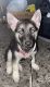 German Shepherd Puppies for sale in Brooklyn, NY, USA. price: $1,000