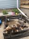 German Shepherd Puppies for sale in DeKalb, IL, USA. price: $400