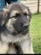 German Shepherd Puppies for sale in 2232 SW 34th St, Oklahoma City, OK 73119, USA. price: NA