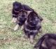 German Shepherd Puppies for sale in Port Charlotte, FL, USA. price: $1,200