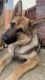German Shepherd Puppies for sale in Killeen, TX 76549, USA. price: $650