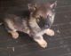 German Shepherd Puppies for sale in Detroit Metropolitan Area, MI, USA. price: NA