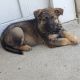 German Shepherd Puppies for sale in Detroit Metropolitan Area, MI, USA. price: NA