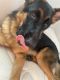 German Shepherd Puppies for sale in 314 Holland St, Crum Lynne, PA 19022, USA. price: $1,500