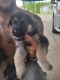German Shepherd Puppies for sale in Evansville, IN, USA. price: NA