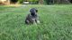 German Shepherd Puppies for sale in Denton, TX, USA. price: $950