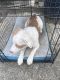 German Shepherd Puppies for sale in Norfolk, VA, USA. price: $1,600