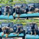 German Shepherd Puppies for sale in Pottsboro, TX 75076, USA. price: $1,500