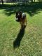 German Shepherd Puppies for sale in Lovington, IL 61937, USA. price: NA