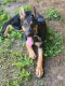 German Shepherd Puppies for sale in Anna, IL 62906, USA. price: NA