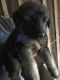 German Shepherd Puppies for sale in Campton, KY 41301, USA. price: $600