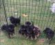 German Shepherd Puppies for sale in Joliet, IL, USA. price: NA