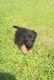German Shepherd Puppies for sale in Belmont, NY 14813, USA. price: $1,500