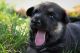 German Shepherd Puppies for sale in Surat, Gujarat, India. price: 20000 INR