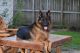 German Shepherd Puppies for sale in Cypress, TX, USA. price: NA