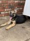 German Shepherd Puppies for sale in Enid, OK, USA. price: NA
