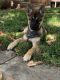 German Shepherd Puppies for sale in Redwood City, CA, USA. price: NA